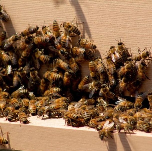 Bee hive with bees