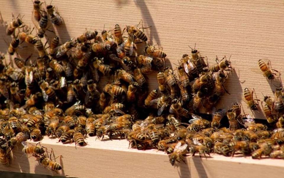Bee hive with bees