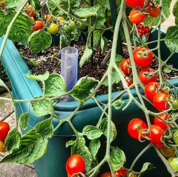 Homegrown tomatoes
