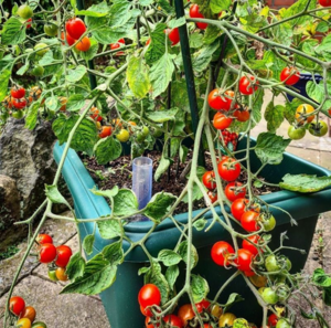 Homegrown tomatoes