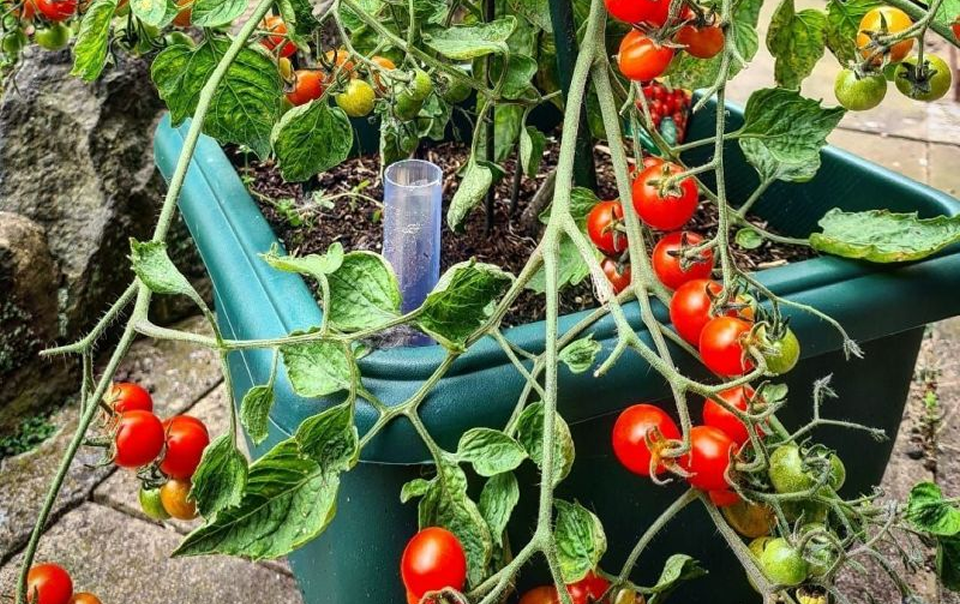 Homegrown tomatoes